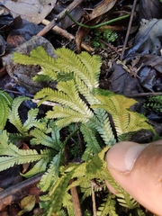 Selaginella doederleinii