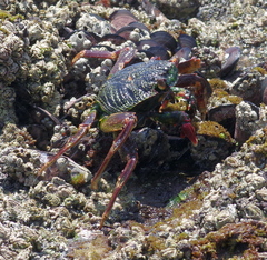 Grapsus tenuicrustatus