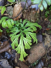 Selaginella doederleinii