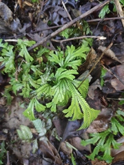 Selaginella doederleinii