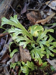 Selaginella doederleinii
