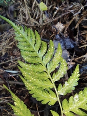 Dryopteris sparsa