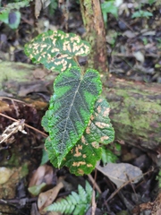 Rubus reflexus