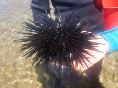 Stomopneustes variolaris