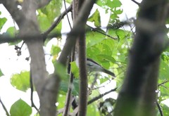 Pachycephala cinerea