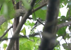 Pachycephala cinerea