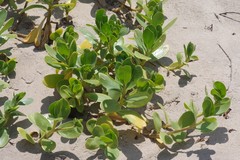 Scaevola plumieri