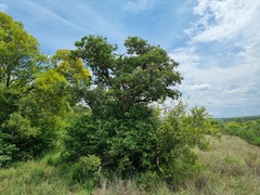 Strychnos cocculoides