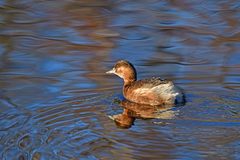 Tachybaptus ruficollis