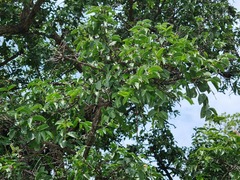 Strychnos cocculoides