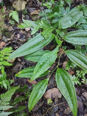 Smilax lanceifolia opaca