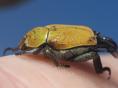 Hoplia argentea