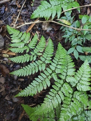 Dryopteris sparsa