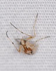 Coelotanypus concinnus