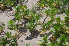 Scaevola plumieri