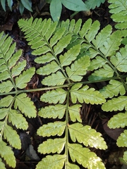 Dryopteris sparsa