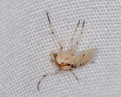 Coelotanypus concinnus