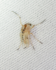 Coelotanypus concinnus