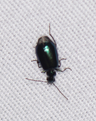 Lebia