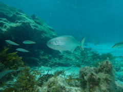 Kyphosus cornelii