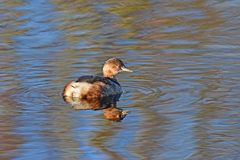 Tachybaptus ruficollis