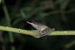 Chalcorana parvaccola