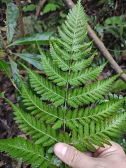 Dryopteris sparsa