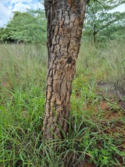 Strychnos cocculoides