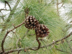 Pinus roxburghii
