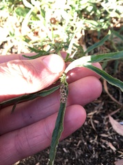 Amaranthus muricatus