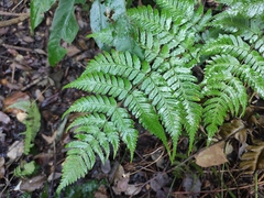 Dryopteris sparsa