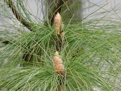 Pinus roxburghii