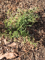 Amaranthus muricatus