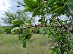 Strychnos cocculoides