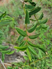 Strychnos cocculoides