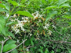 Jasminum stenolobum