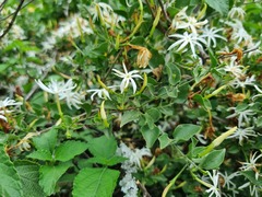 Jasminum stenolobum