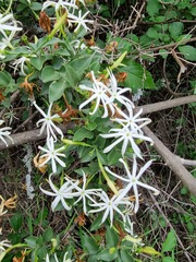 Jasminum stenolobum