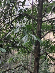 Machilus leptophylla