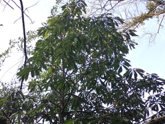 Machilus leptophylla