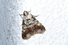 Orthaga rubridiscalis