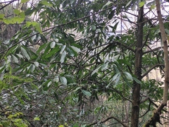 Machilus leptophylla