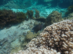 Plectroglyphidodon obreptus