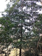 Machilus leptophylla