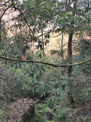 Machilus leptophylla