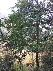 Machilus leptophylla