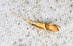 Crocanthes prasinopis