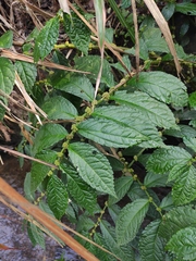 Elatostema stewardii