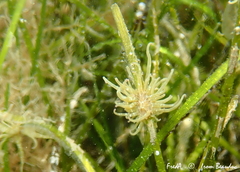 Paranemonia cinerea