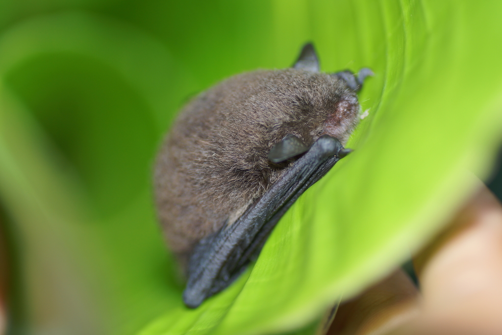 Nepalese Whiskered Myotis